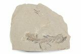 Shale With Dawn Redwood (Metasequoia) Fossils - Montana #378262-1
